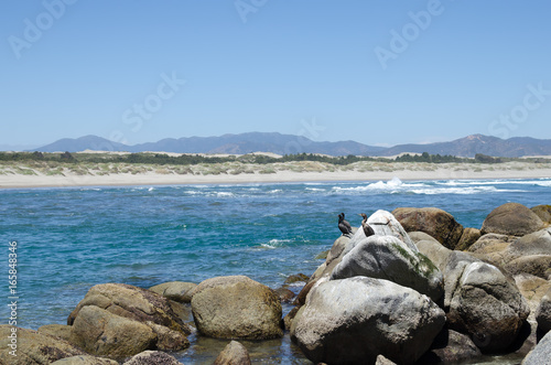 Marine birds on the rocks at the beach