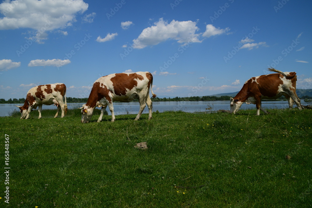three brown and white cows grazing near the water on a sunny day