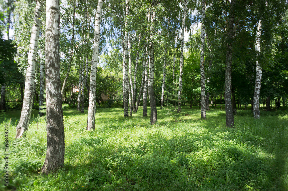 birch forest in sunlight in the morning birch forest in sunlight in the morning