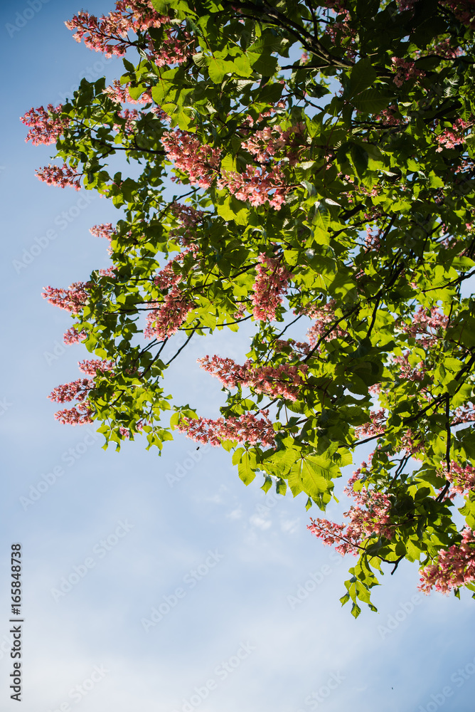Leaves against the sky Leaves against the sky