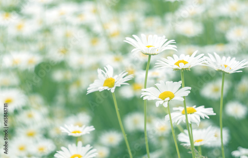 Delicate field chamomile with beautiful pastel colors. Selective soft focus
