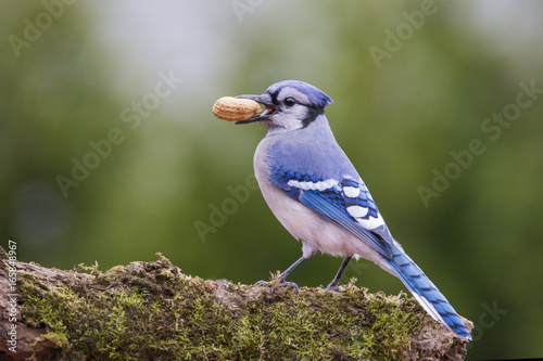 Blue jay in autumn