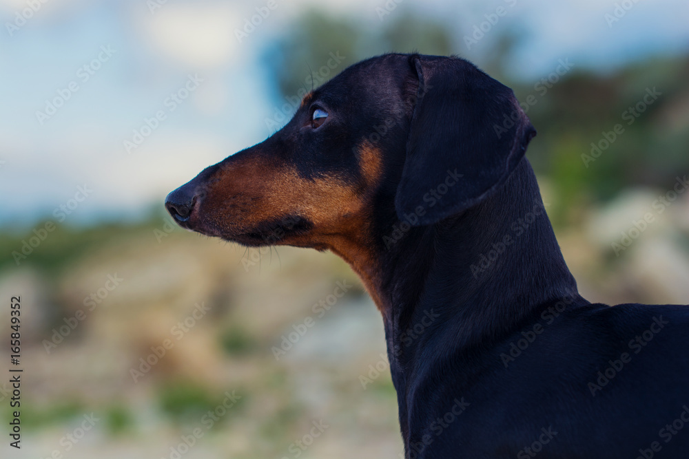 Closeup portrait of a dog (puppy), breed dachshund black and tan, against a blue sky