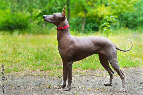 Close up portrait One Mexican hairless dog  xoloitzcuintle  Xolo  in full growth in a red collar on a background of green grass and trees in the park