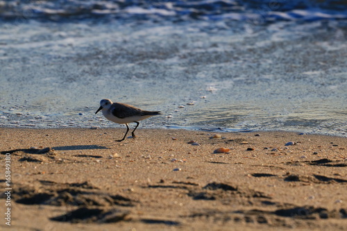 Sea Gull