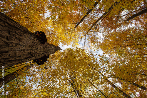 Maple forest in autumn, wide angke view photo