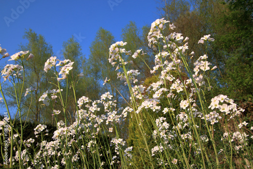 Wiesenschaumkraut vor blauem Himmel photo