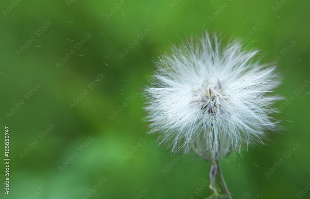 Fototapeta premium White dandelion and pollen blowing away across a fresh green background.