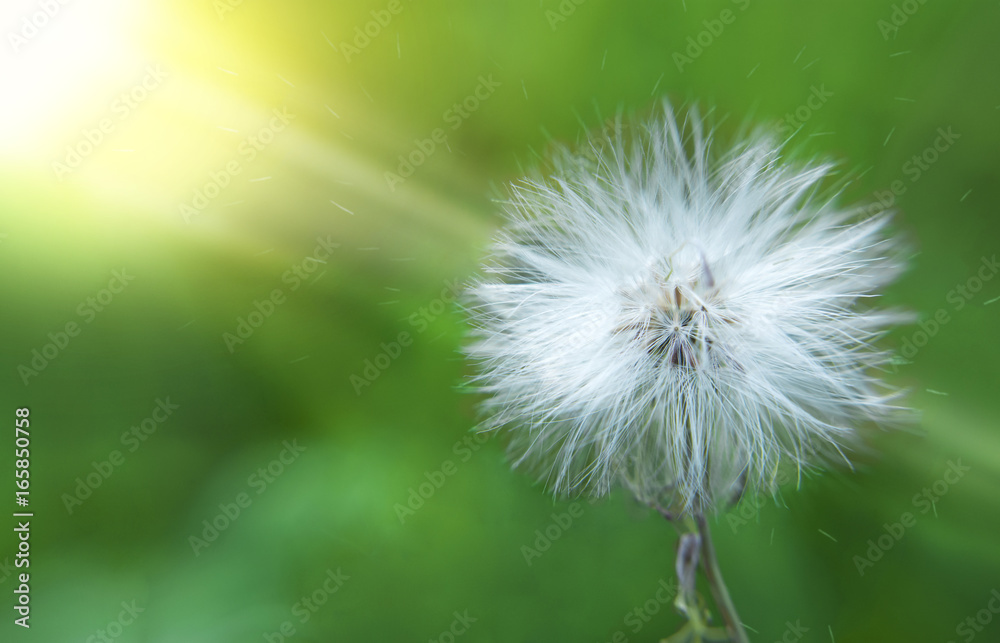 Fototapeta premium White dandelion and pollen in the morning light blowing away across a fresh green background.