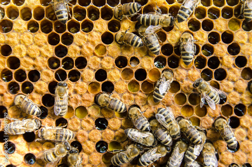 Bees on honeycombs in a hive