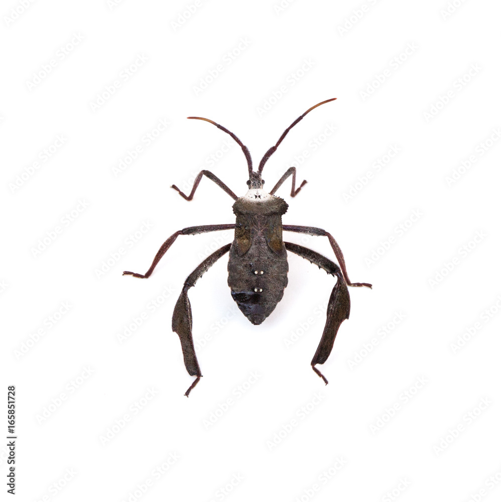 Leaf Footed Bug Leaf Footed Bug