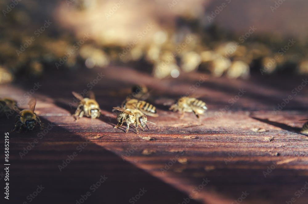 Bees on the wall in the hive Bees on the wall in the hive