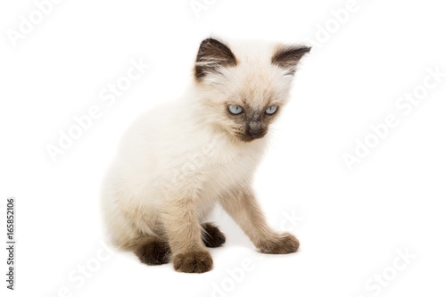 Fototapeta Naklejka Na Ścianę i Meble -  kitten on a white background