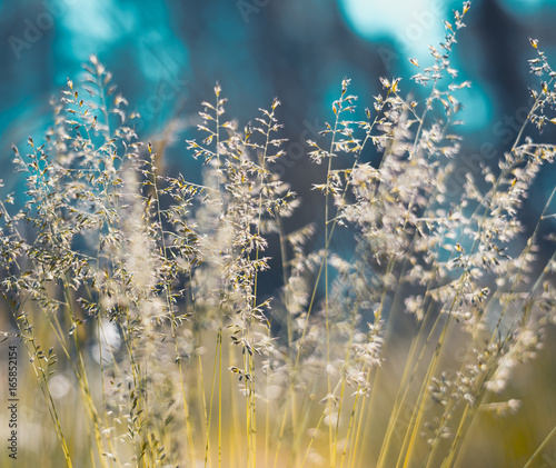 Golden fluffy grass with sunlight - blur background