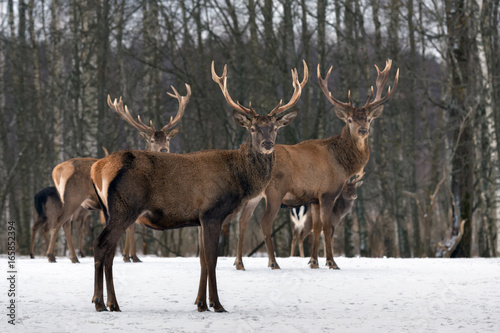 Triplets. Three Red Deer   Cervus Elaphus  Cervidae  .Majestic Adult Animal In Winter Forest  Belarus. Wildlife Animal Scene From Nature. Small Herd Of Red Deer In A Winter