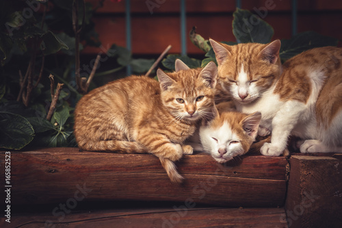 Cute red cats family together with kitten resting on wooden logs in rural countryside village in vintage rustic style photo