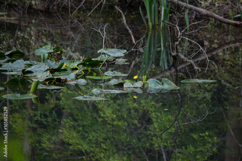 Fototapeta Naklejka Na Ścianę i Meble -  Landscape of lily pads in a swamp