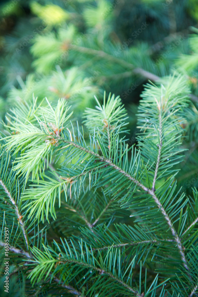 Fresh needles grown on the tips of a fir branch Fresh needles grown on the tips of a fir branch