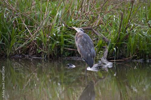 Blue heron standing in the water