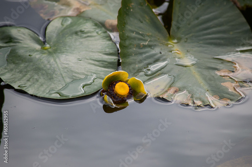 Closeup portrait of a yellow flowering lily pad