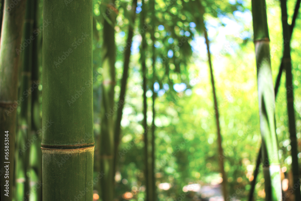 Bamboo Forest Bamboo Forest