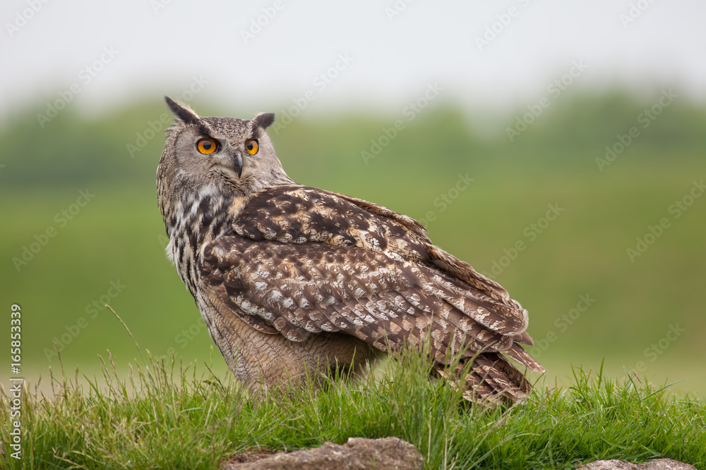 Obraz premium Eagle owl standing on grassy mound. Bird of prey nature image with copy space.