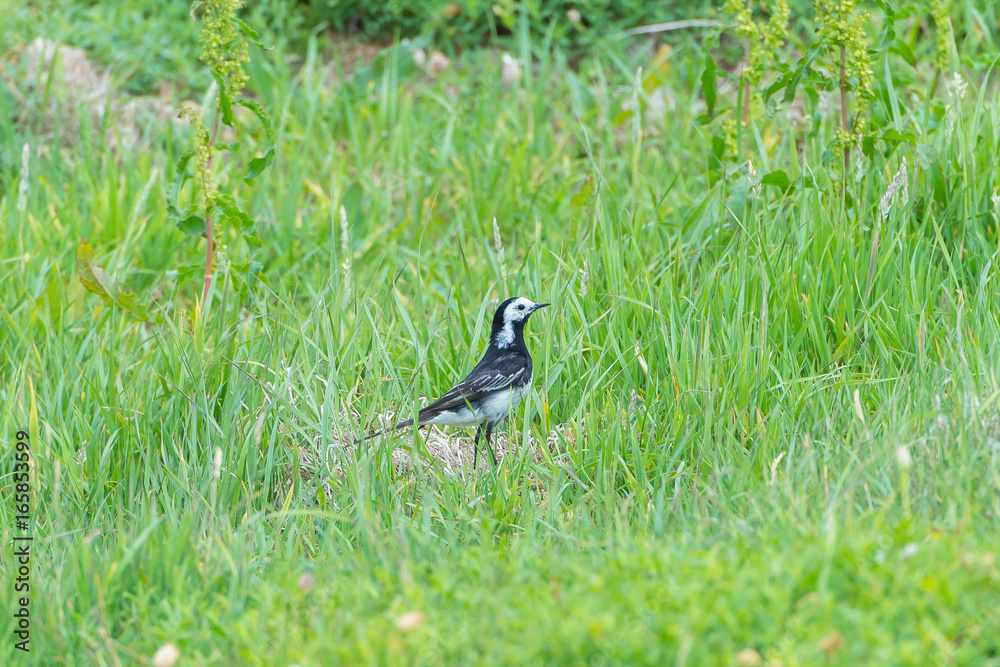 Obraz premium White Wagtail, Motacilla alba, little white and black bird in the grass 