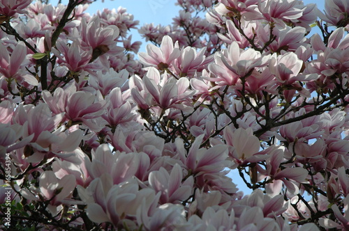 Schönheit des Frühlings. Blühende Magnolie