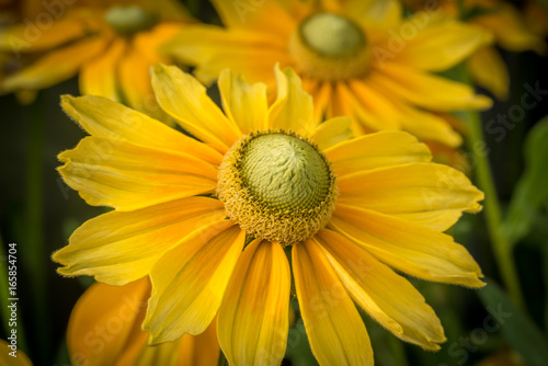Yellow Flower