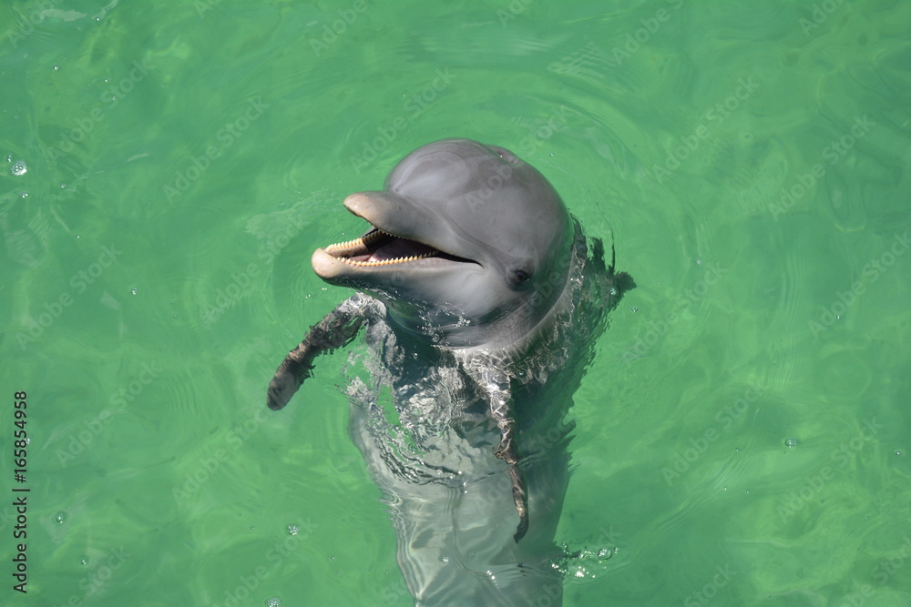 przyjazny delfin - obrazy, fototapety, plakaty 