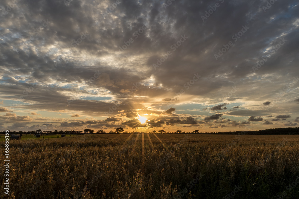 Fototapeta premium Cornfield 2