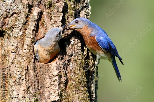 Pair of Eastern Bluebird  Sialia sialis  by a nest hole