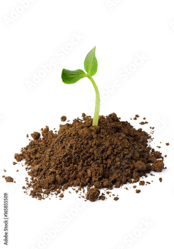 Young plant,seedling with humus isolated.