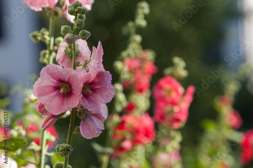 Flowers in the garden,Flowers Hollyhock