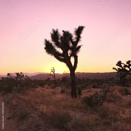 Sunset in the Desert on a Joshua Tree