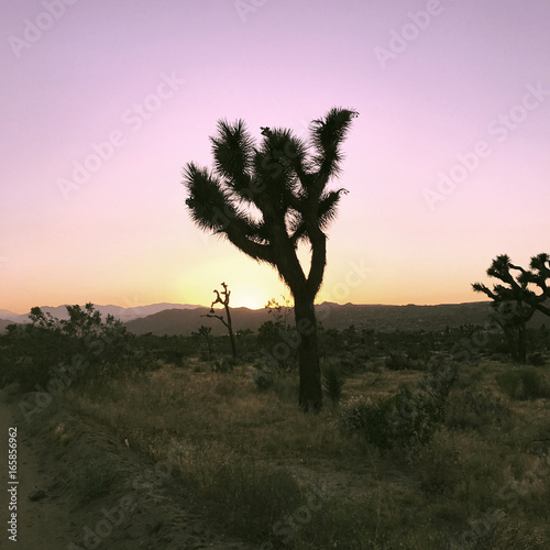 Sunset in the Desert on a Joshua Tree