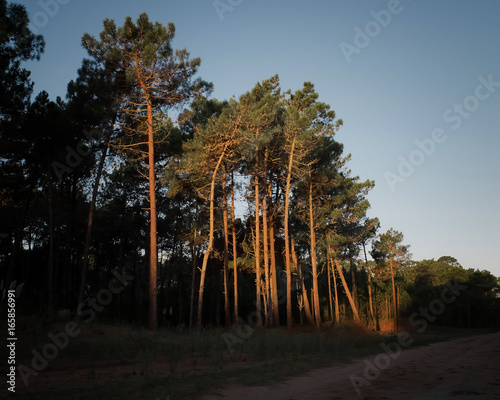 tree