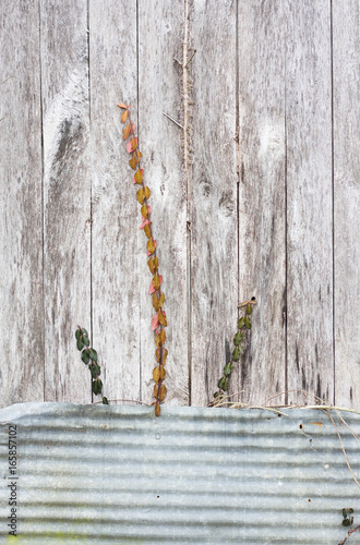 Wood Texture