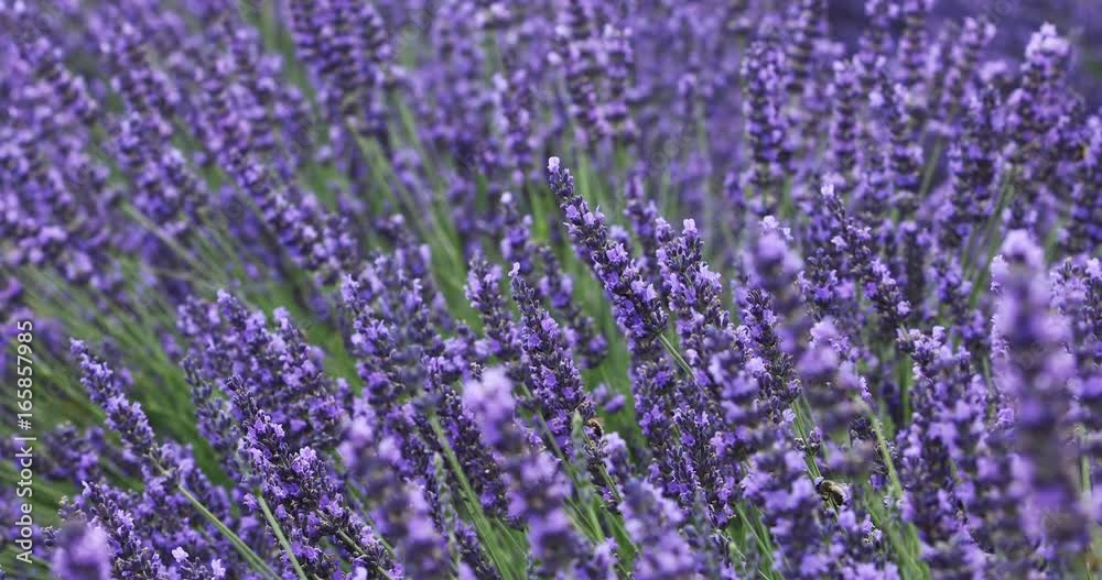 fields of blooming lavender flowers in Provence, France fields of blooming lavender flowers in Provence, France