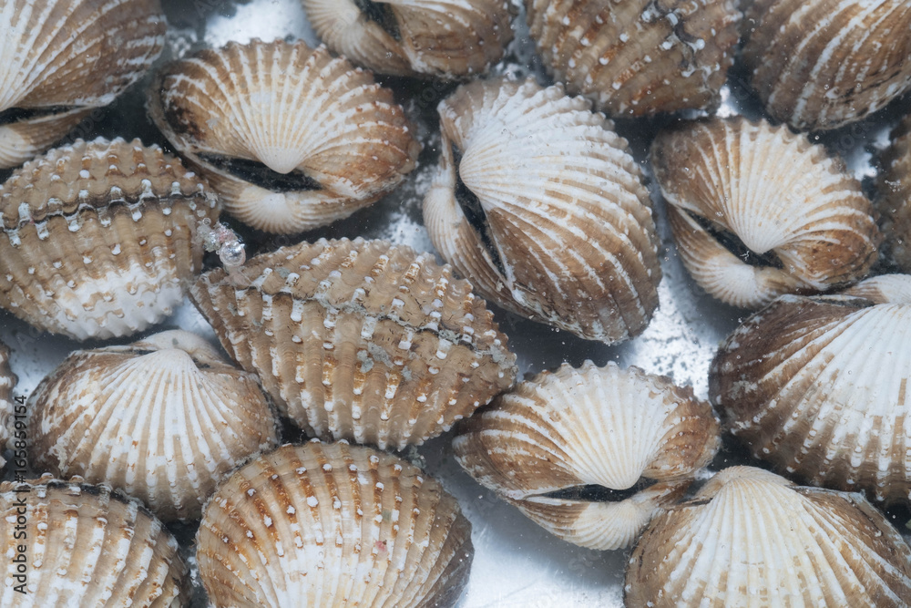 Fresh blood cockle or blood clam (Tegillarca granosa) background, shell seafood.