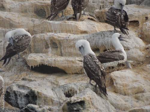 Fauna marina