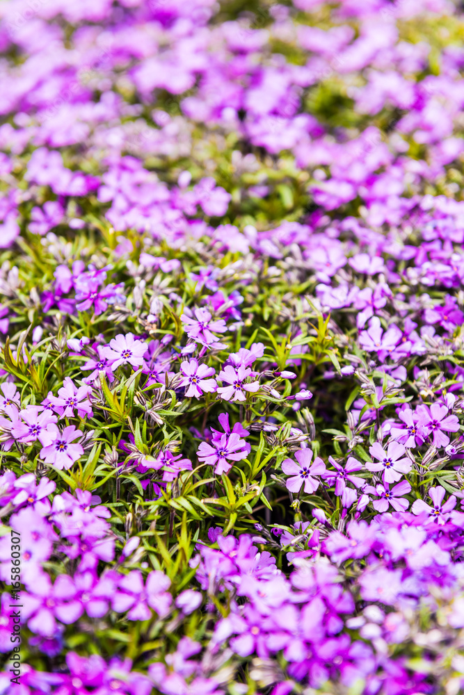 Purple flowers creeping phlox flowerbed macro closeup Purple flowers creeping phlox flowerbed macro closeup