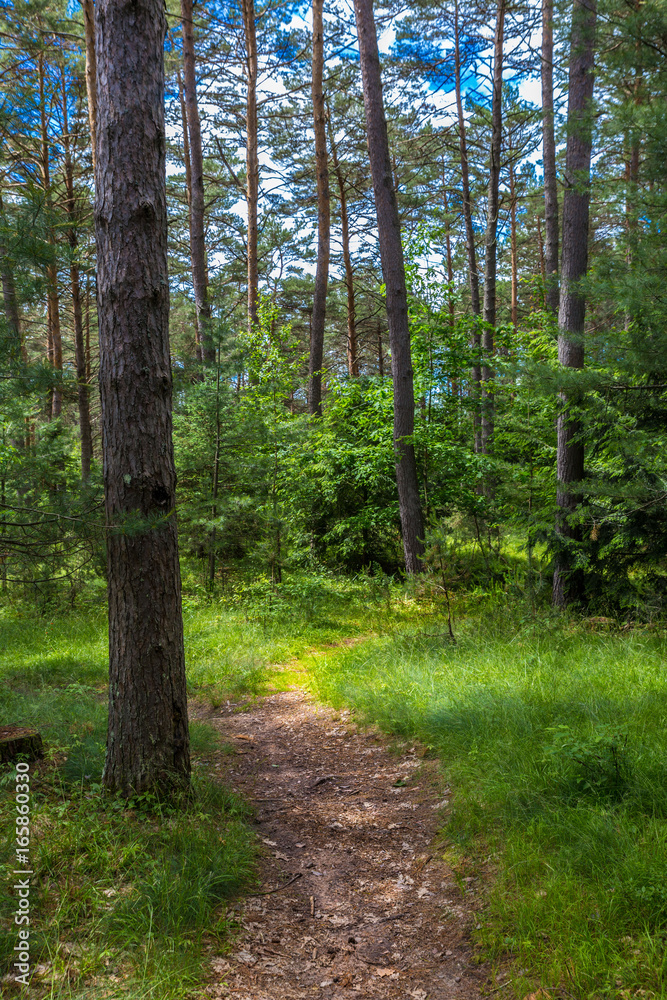 Obraz premium Forest Path
