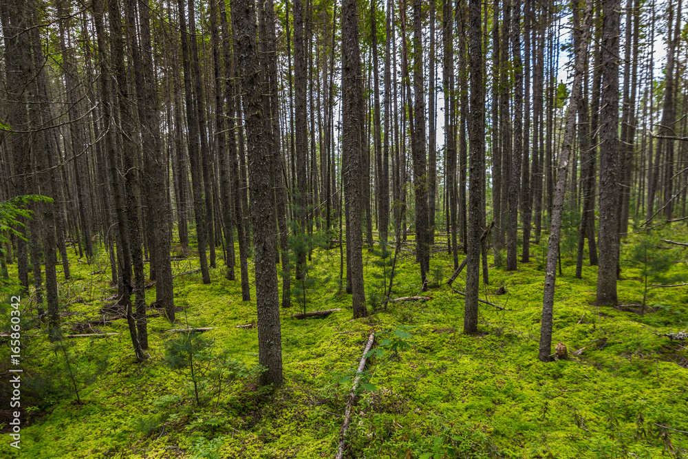 Obraz premium Green Moss Floor In A Forest