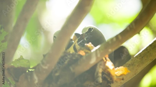 Black noddy nesting in a tree photo