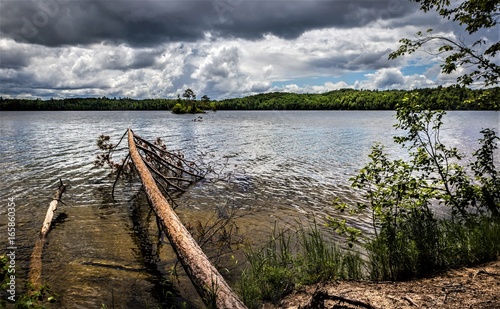Wallpaper Mural Fallen Tree On A Lake Torontodigital.ca