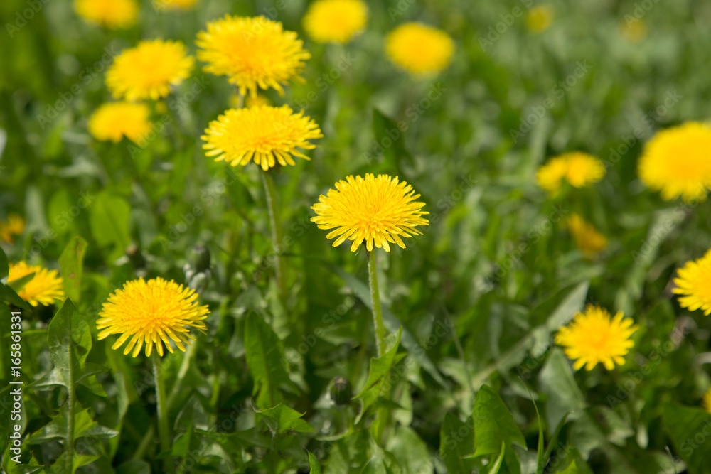 Dandelions wild nature field summer bright backgorund Dandelions wild nature field summer bright backgorund