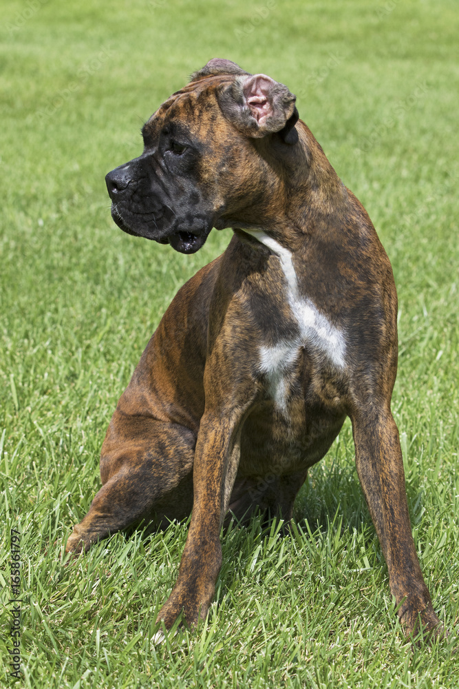 A Boxer puppy dog sitting in a green grassy meadow.