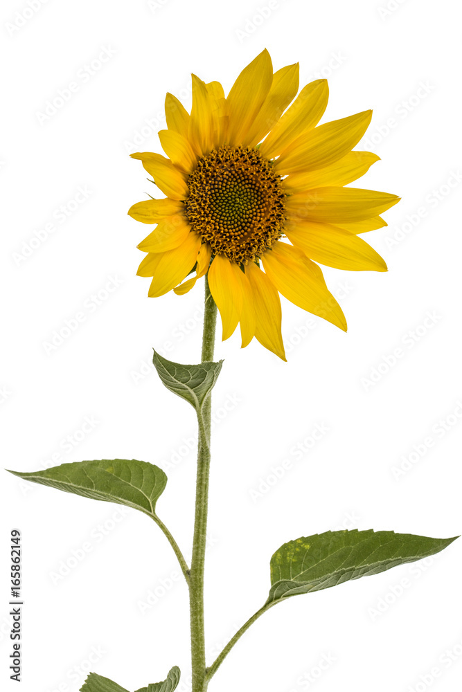 Fototapeta premium Sunflower isolated on white background