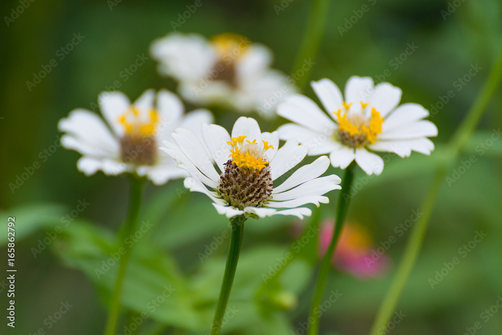 Zinnia elegans flower blooming in the garden for background. Zinnia elegans flower blooming in the garden for background.